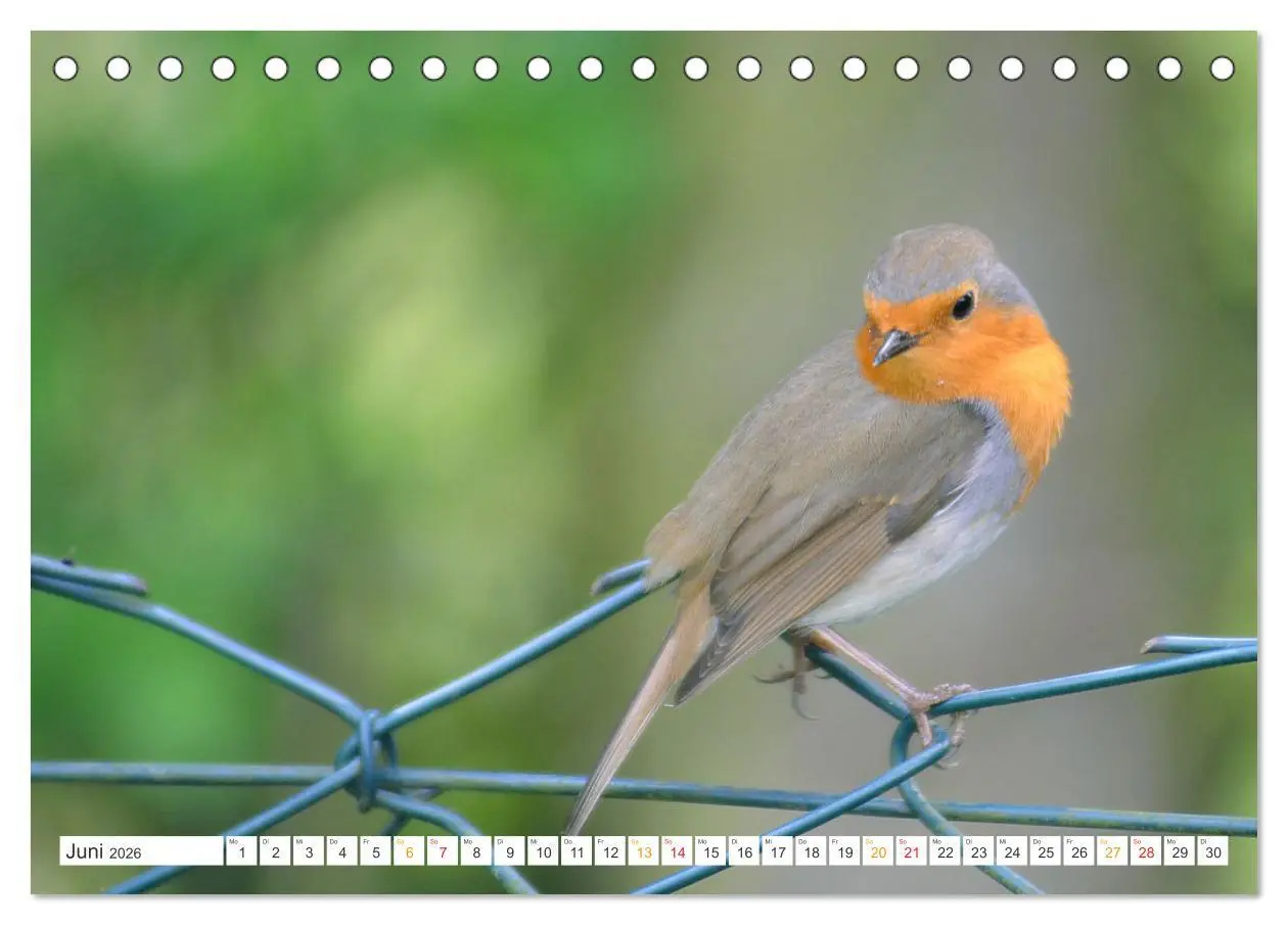Bild: 9783457734711 | Das Rotkehlchen, ein Kleiner ganz Groß (Tischkalender 2026 DIN A5...