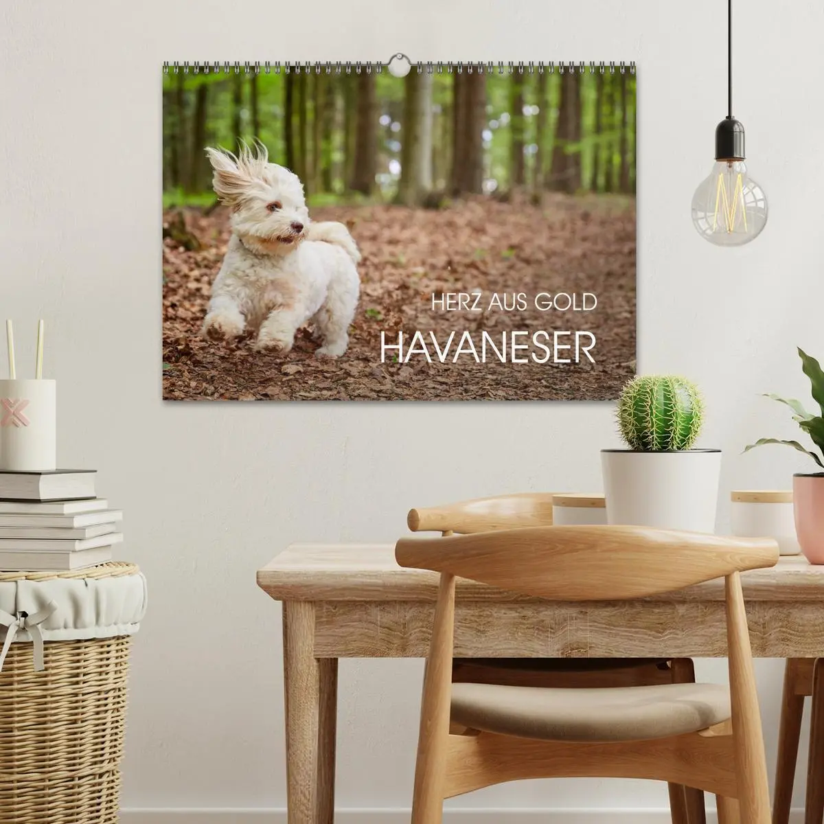 Bild: 9783457974711 | Havaneser - Herz aus Gold (Wandkalender 2026 DIN A3 quer), CALVENDO...
