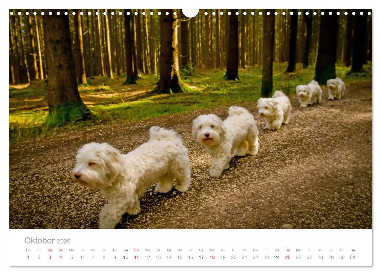 Bild: 9783457974711 | Havaneser - Herz aus Gold (Wandkalender 2026 DIN A3 quer), CALVENDO...