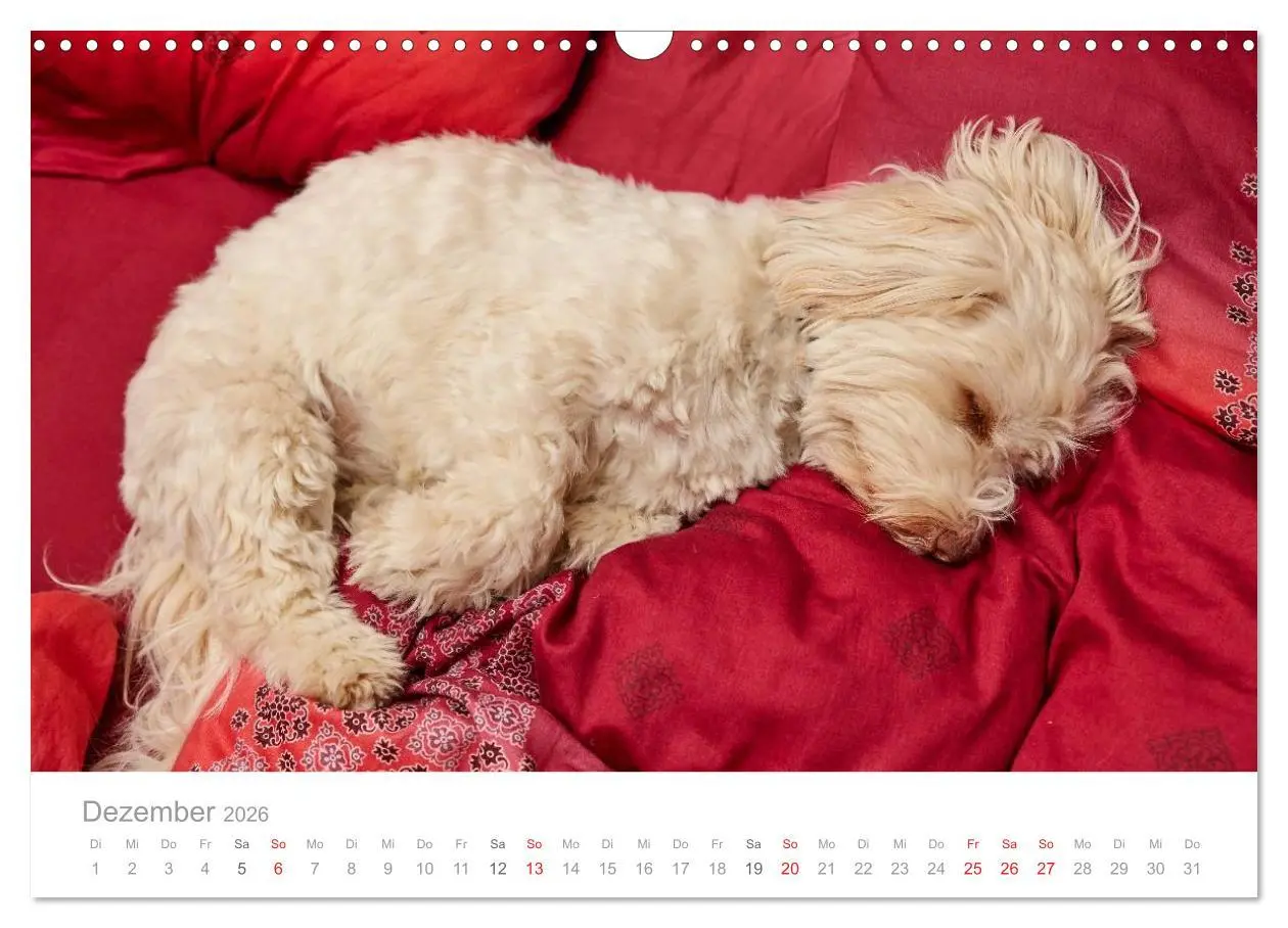Bild: 9783457974711 | Havaneser - Herz aus Gold (Wandkalender 2026 DIN A3 quer), CALVENDO...