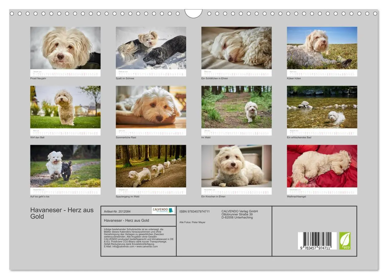 Bild: 9783457974711 | Havaneser - Herz aus Gold (Wandkalender 2026 DIN A3 quer), CALVENDO...