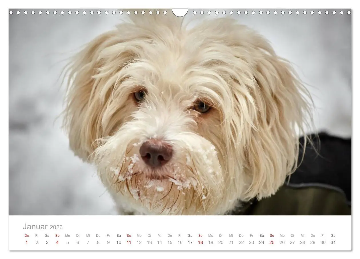 Bild: 9783457974711 | Havaneser - Herz aus Gold (Wandkalender 2026 DIN A3 quer), CALVENDO...