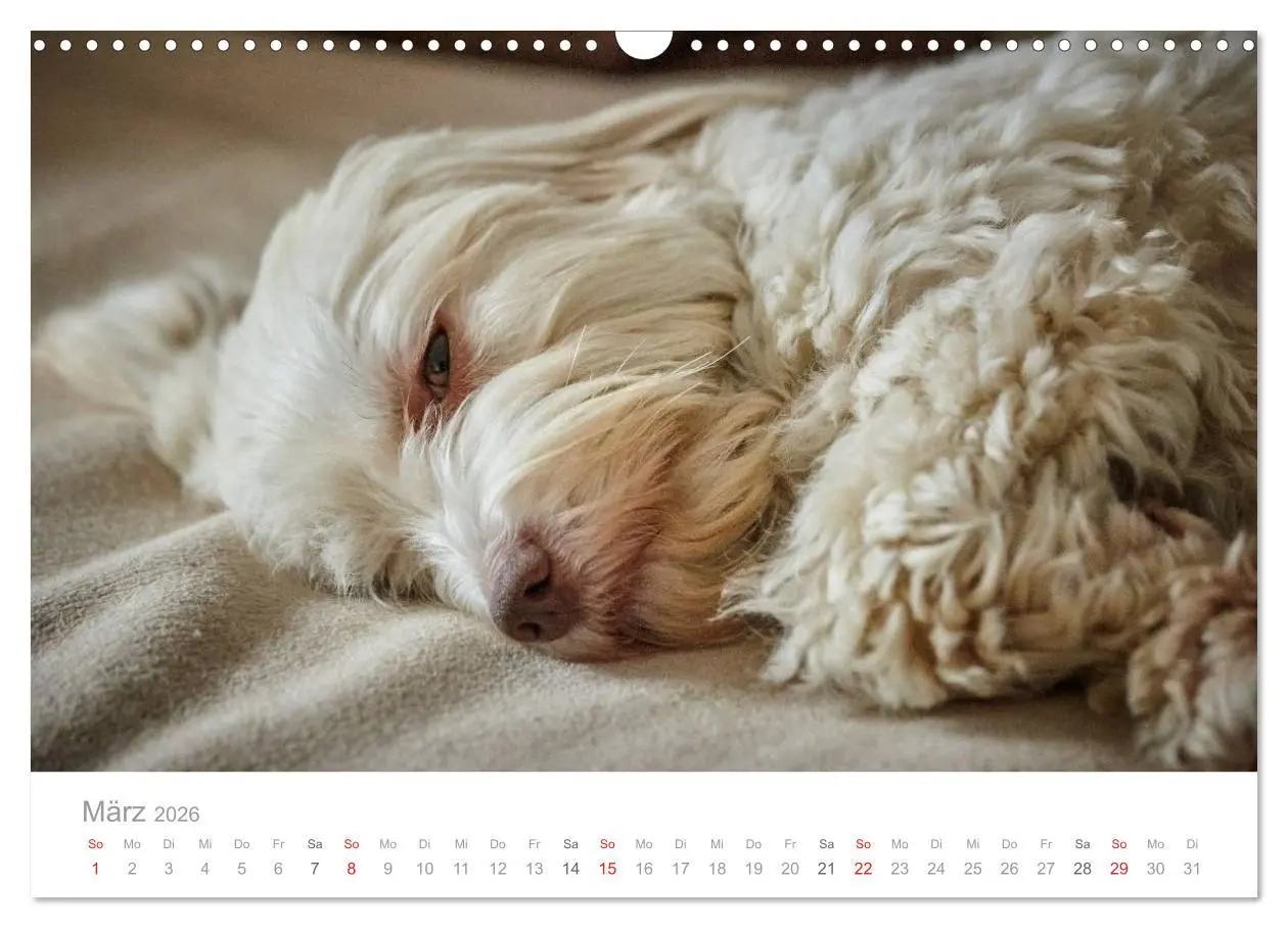 Bild: 9783457974711 | Havaneser - Herz aus Gold (Wandkalender 2026 DIN A3 quer), CALVENDO...