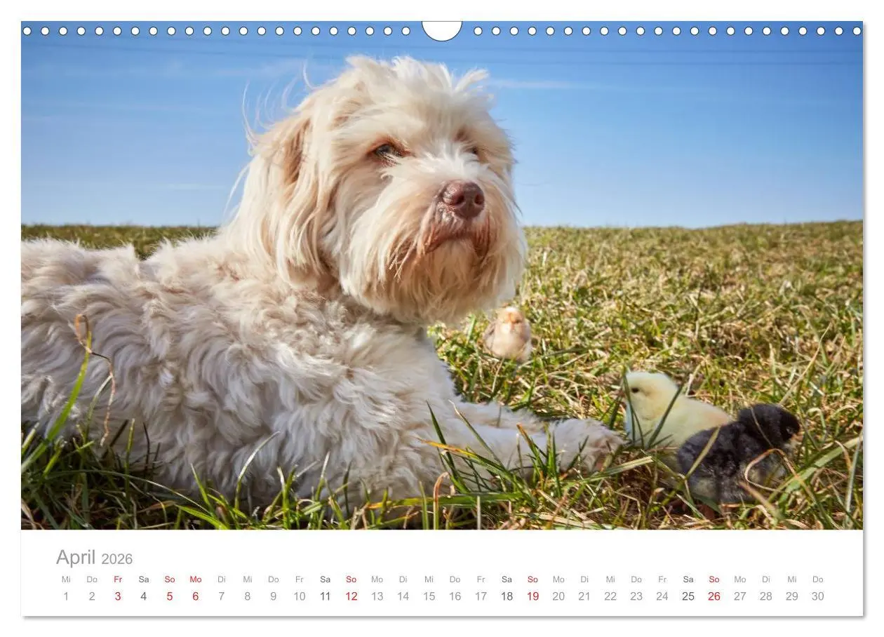 Bild: 9783457974711 | Havaneser - Herz aus Gold (Wandkalender 2026 DIN A3 quer), CALVENDO...
