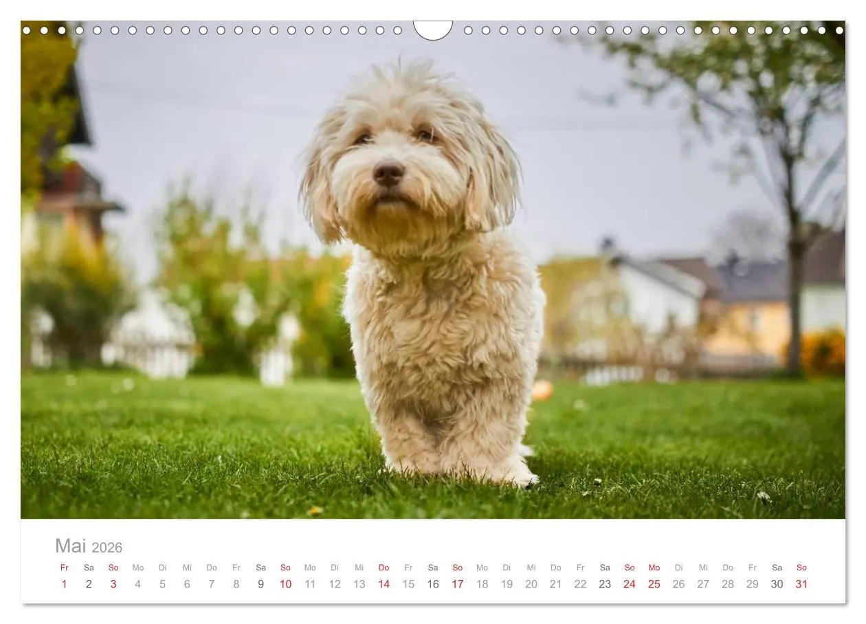 Bild: 9783457974711 | Havaneser - Herz aus Gold (Wandkalender 2026 DIN A3 quer), CALVENDO...
