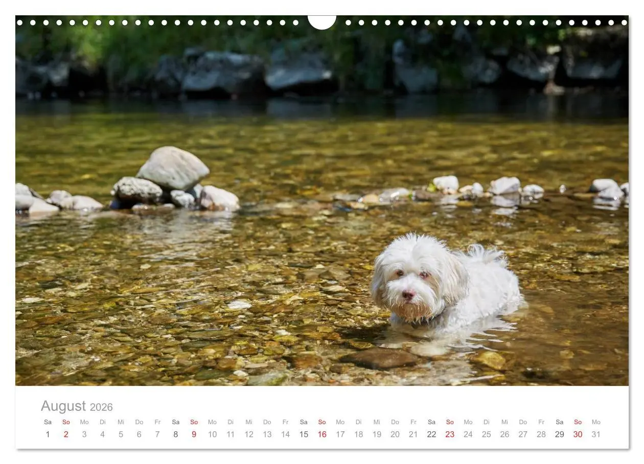 Bild: 9783457974711 | Havaneser - Herz aus Gold (Wandkalender 2026 DIN A3 quer), CALVENDO...