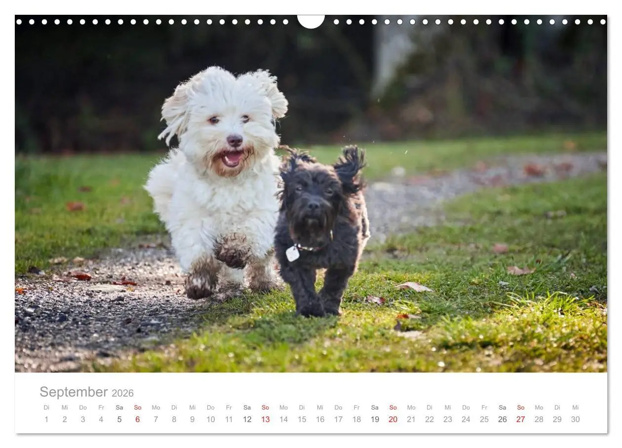 Bild: 9783457974711 | Havaneser - Herz aus Gold (Wandkalender 2026 DIN A3 quer), CALVENDO...