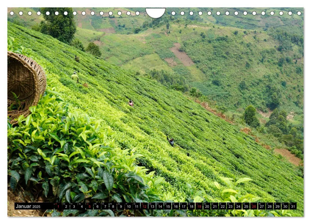 Bild: 9783435254811 | Afrikas Perle Uganda (Wandkalender 2025 DIN A4 quer), CALVENDO...