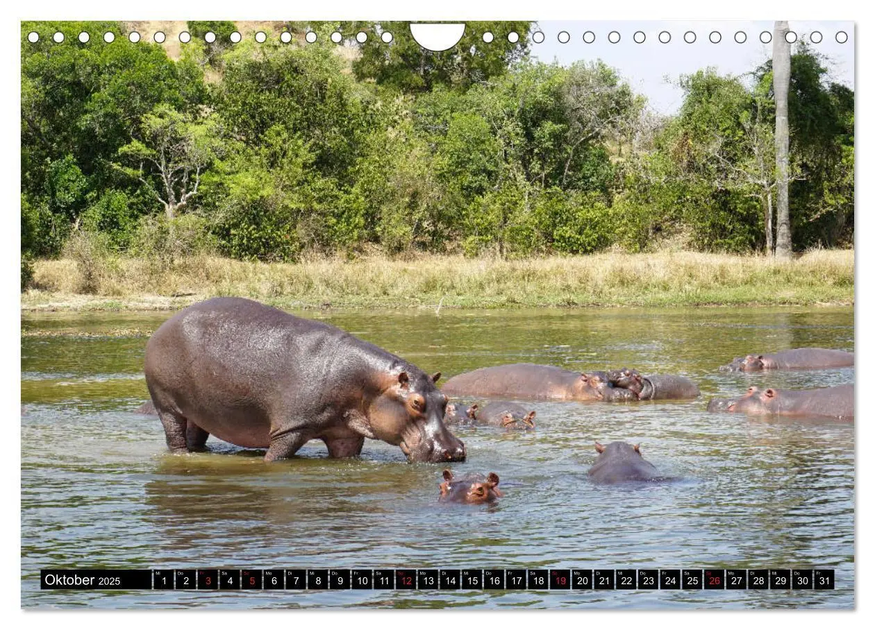 Bild: 9783435254811 | Afrikas Perle Uganda (Wandkalender 2025 DIN A4 quer), CALVENDO...