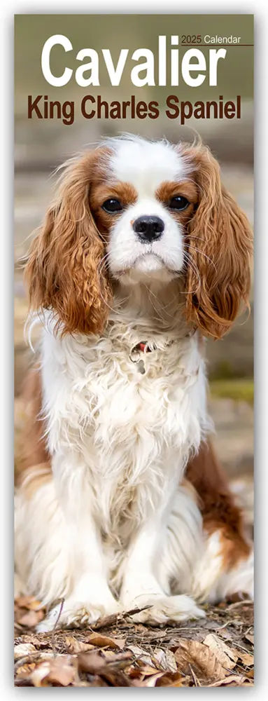 Cover: 9781804605011 | Cavalier King Charles Spaniels 2025 | Avonside Publishing Ltd | 14 S.