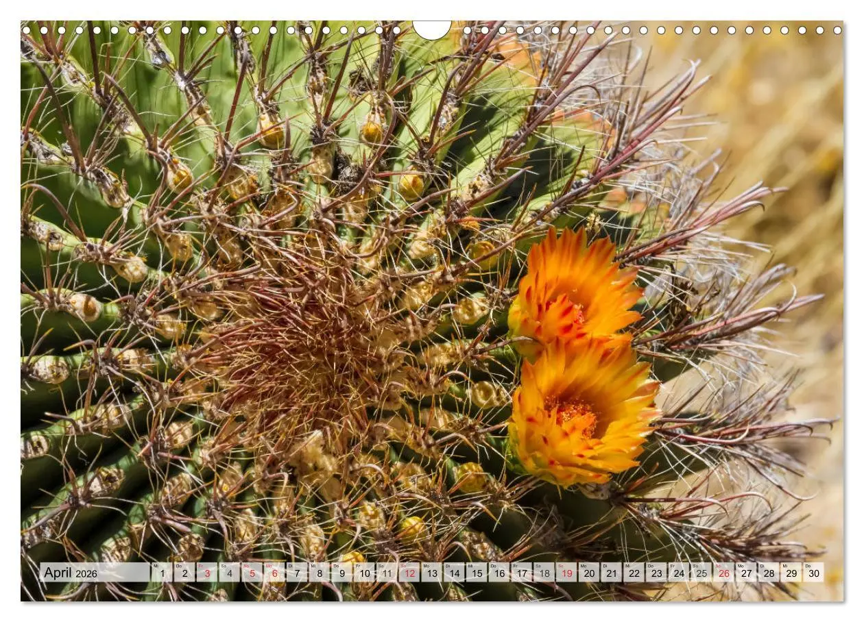 Bild: 9783457775011 | SAGUARO NATIONAL PARK Heimat des Saguaro-Kaktus (Wandkalender 2026...