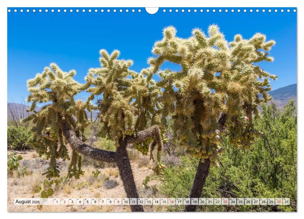 Bild: 9783457775011 | SAGUARO NATIONAL PARK Heimat des Saguaro-Kaktus (Wandkalender 2026...