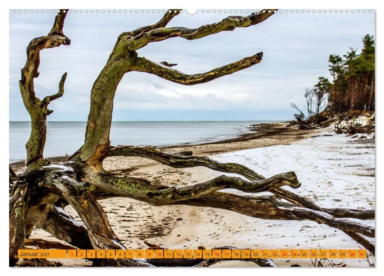 Bild: 9783516795011 | Wilder Darßer Weststrand (Wandkalender 2027 DIN A2 quer), CALVENDO...