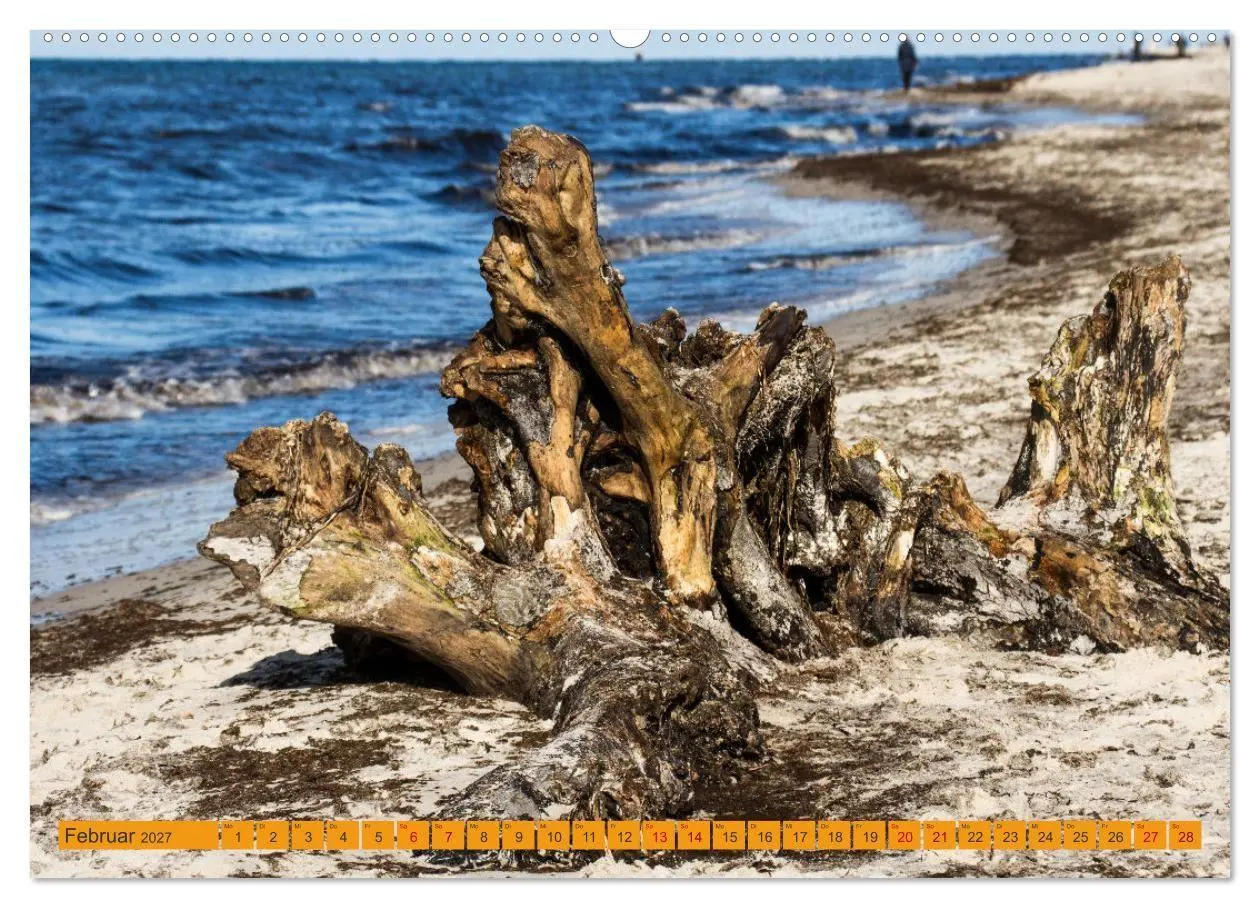 Bild: 9783516795011 | Wilder Darßer Weststrand (Wandkalender 2027 DIN A2 quer), CALVENDO...