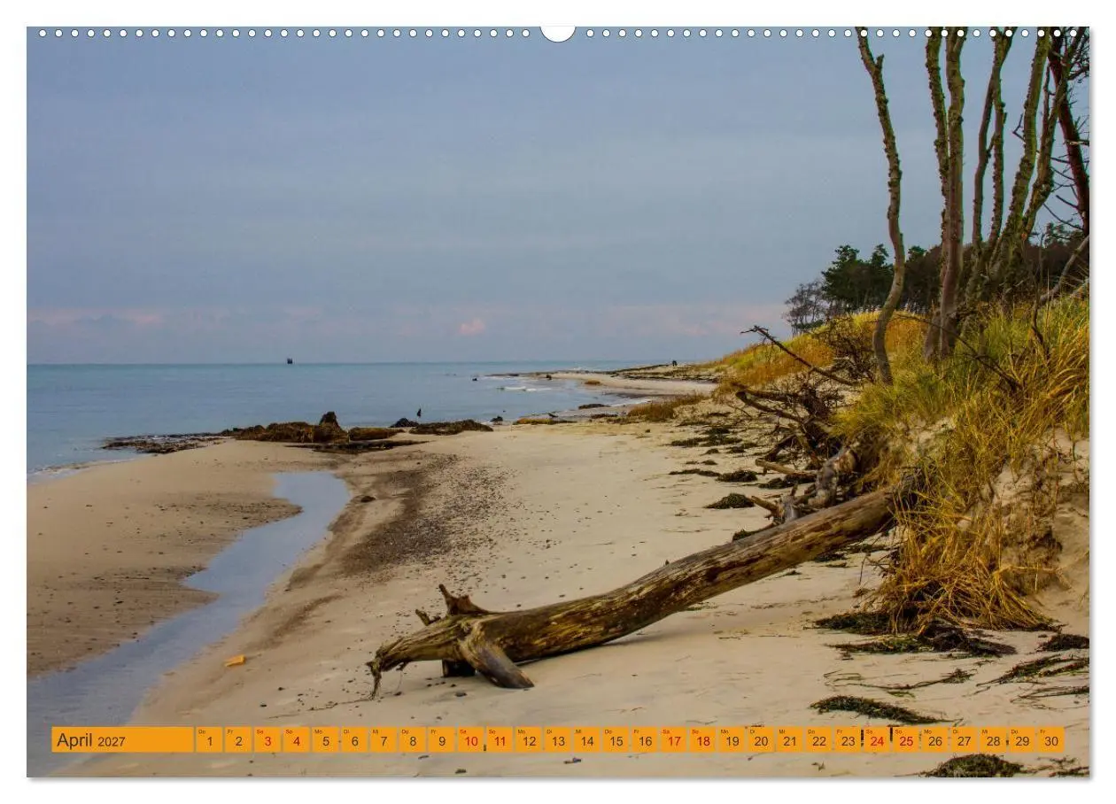 Bild: 9783516795011 | Wilder Darßer Weststrand (Wandkalender 2027 DIN A2 quer), CALVENDO...