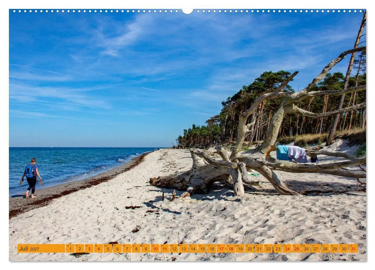 Bild: 9783516795011 | Wilder Darßer Weststrand (Wandkalender 2027 DIN A2 quer), CALVENDO...