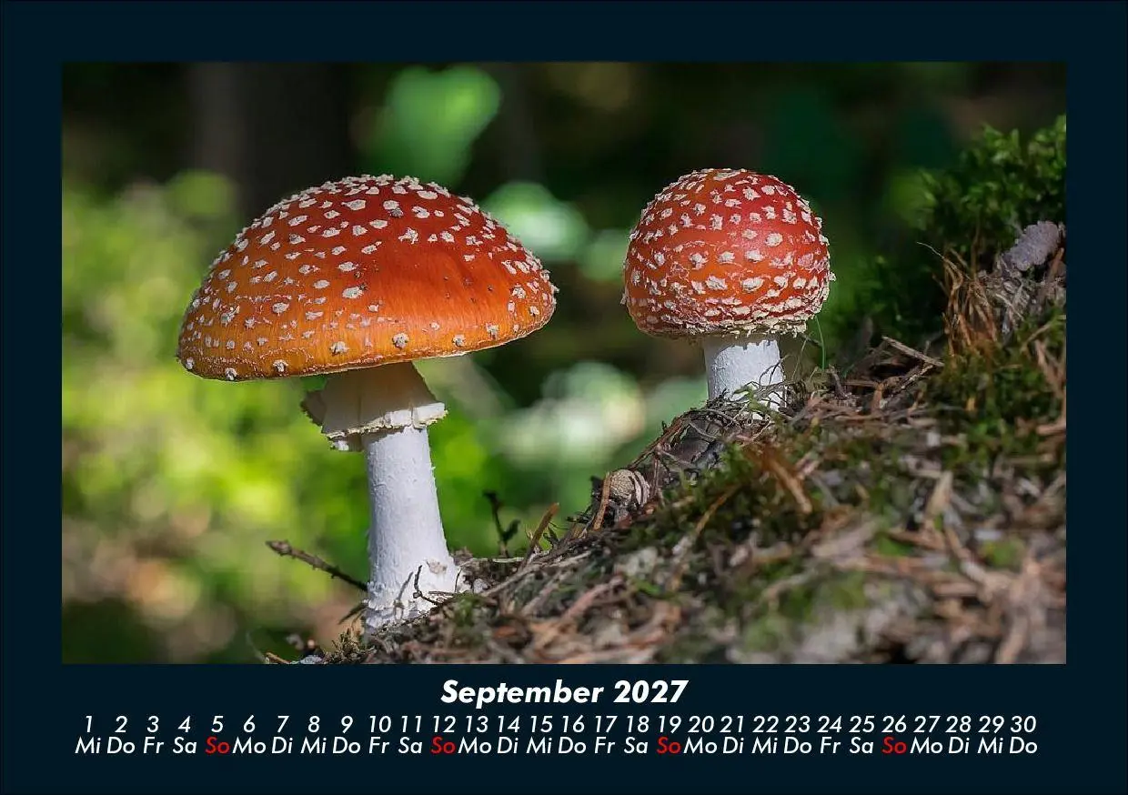 Bild: 9783695425211 | Pilzkalender 2027 Fotokalender DIN A5 | Tobias Schmitt (u. a.) | 2027
