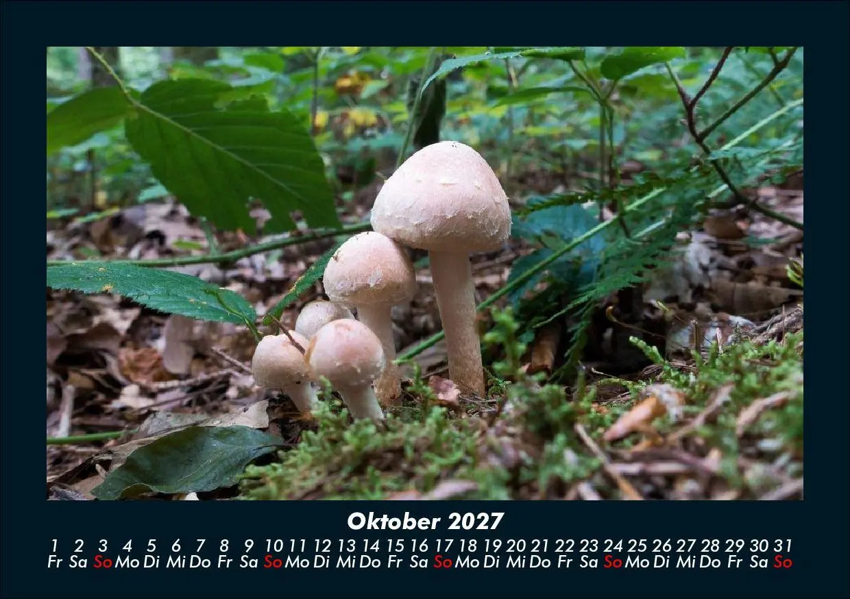 Bild: 9783695425211 | Pilzkalender 2027 Fotokalender DIN A5 | Tobias Schmitt (u. a.) | 2027