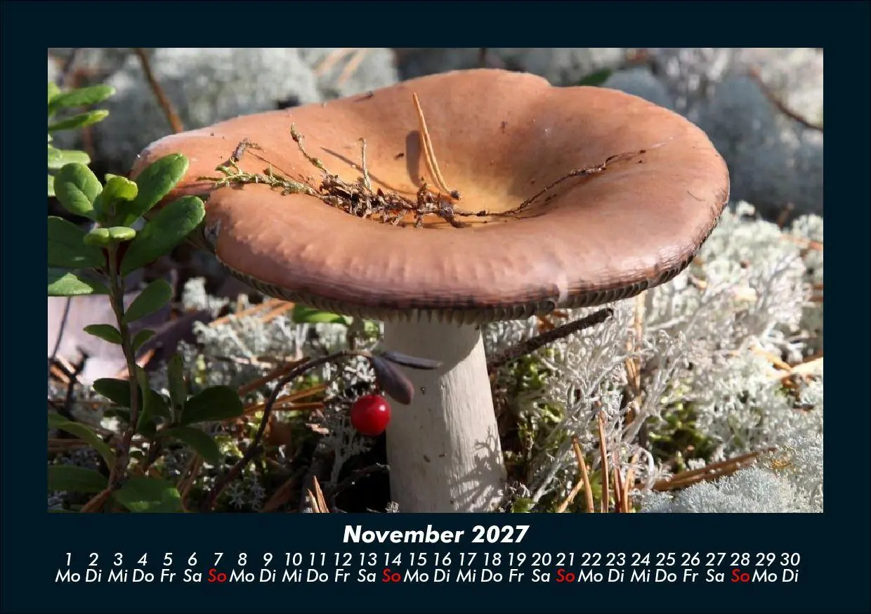 Bild: 9783695425211 | Pilzkalender 2027 Fotokalender DIN A5 | Tobias Schmitt (u. a.) | 2027