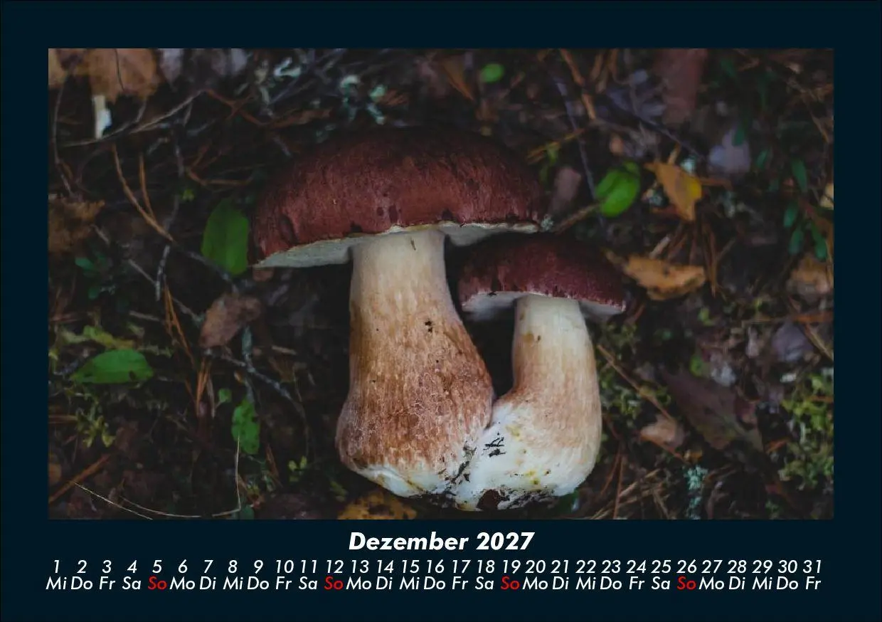 Bild: 9783695425211 | Pilzkalender 2027 Fotokalender DIN A5 | Tobias Schmitt (u. a.) | 2027