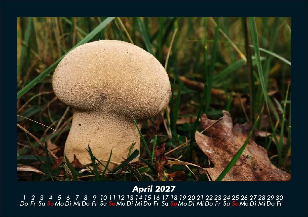Bild: 9783695425211 | Pilzkalender 2027 Fotokalender DIN A5 | Tobias Schmitt (u. a.) | 2027