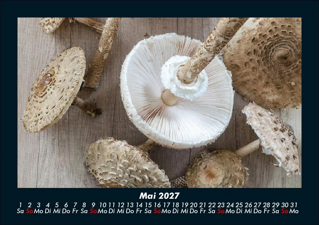Bild: 9783695425211 | Pilzkalender 2027 Fotokalender DIN A5 | Tobias Schmitt (u. a.) | 2027
