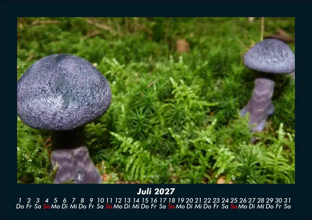 Bild: 9783695425211 | Pilzkalender 2027 Fotokalender DIN A5 | Tobias Schmitt (u. a.) | 2027