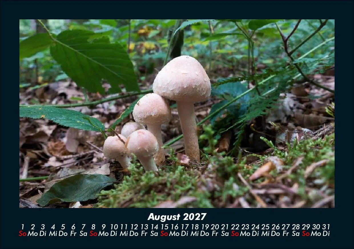 Bild: 9783695425211 | Pilzkalender 2027 Fotokalender DIN A5 | Tobias Schmitt (u. a.) | 2027