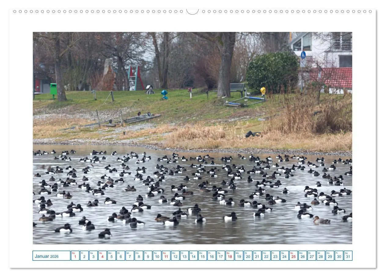 Bild: 9783457355411 | Allensbach am Bodensee (Wandkalender 2026 DIN A2 quer), CALVENDO...