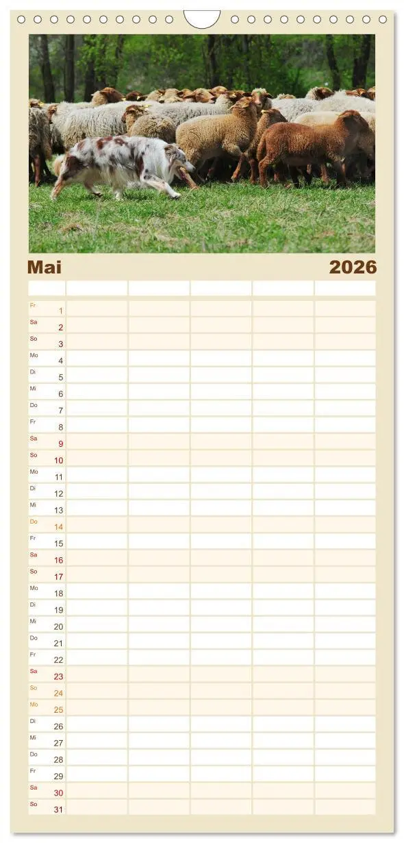 Bild: 9783516515411 | Familienplaner 2026 - Border Collie 2026 mit 5 Spalten...