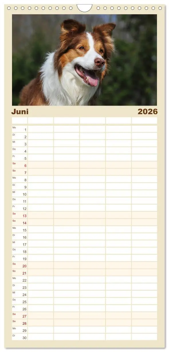 Bild: 9783516515411 | Familienplaner 2026 - Border Collie 2026 mit 5 Spalten...