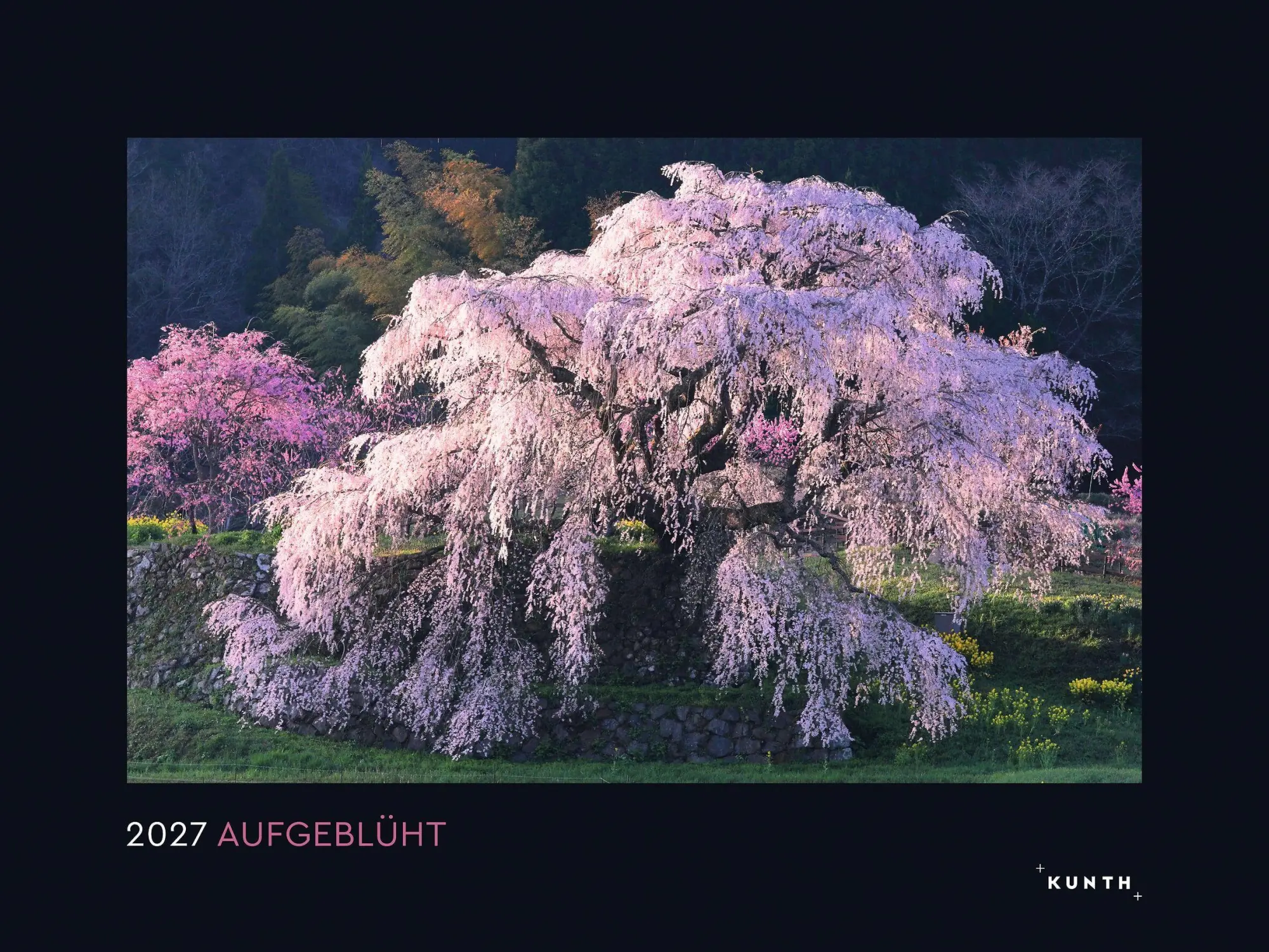 Cover: 9783965915411 | Aufgeblüht - KUNTH Wandkalender 2027 | Kalender | 14 S. | Deutsch