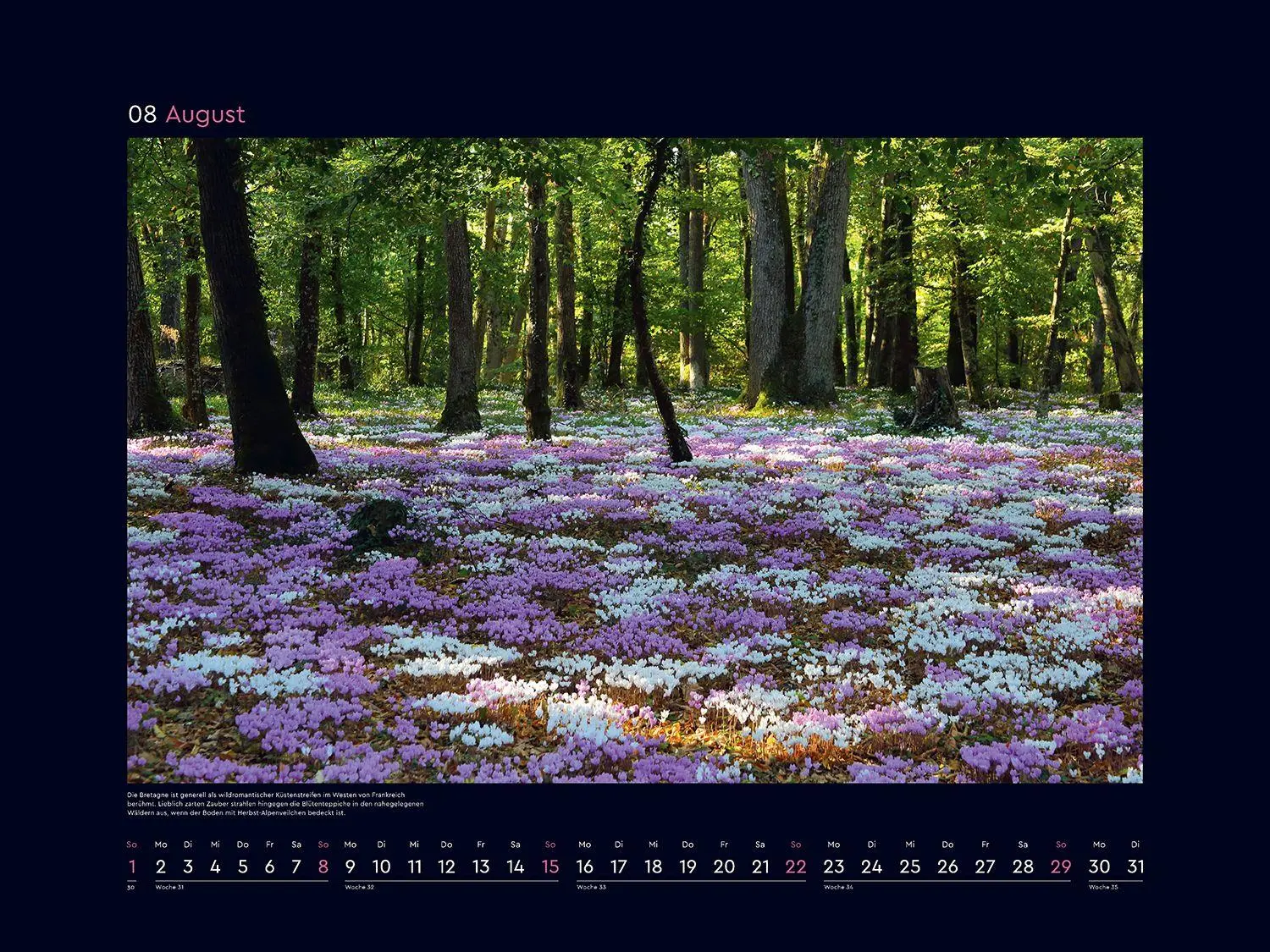 Bild: 9783965915411 | Aufgeblüht - KUNTH Wandkalender 2027 | Kalender | 14 S. | Deutsch