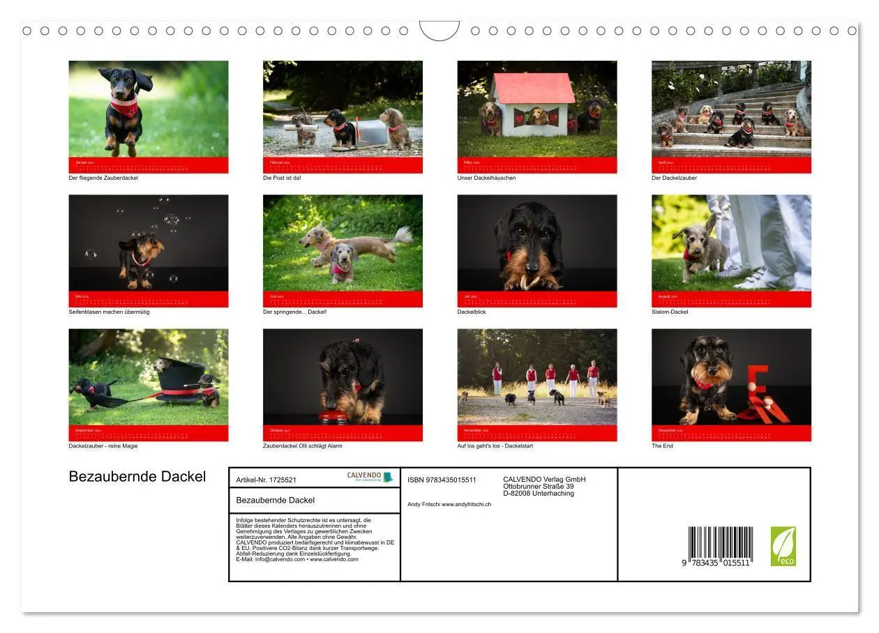 Bild: 9783435015511 | Bezaubernde Dackel (Wandkalender 2025 DIN A3 quer), CALVENDO...
