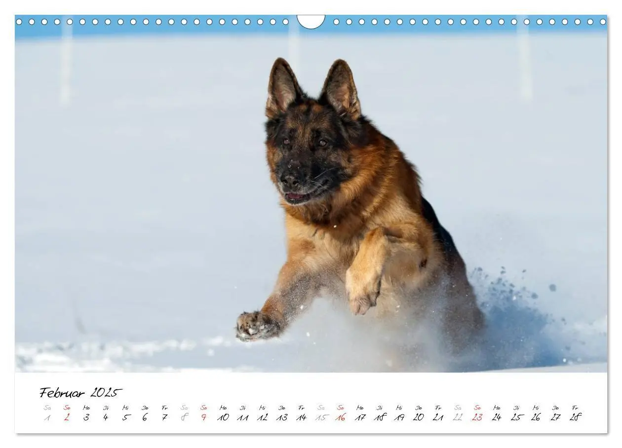 Bild: 9783435495511 | Schäferhunde Seelenhunde (Wandkalender 2025 DIN A3 quer), CALVENDO...