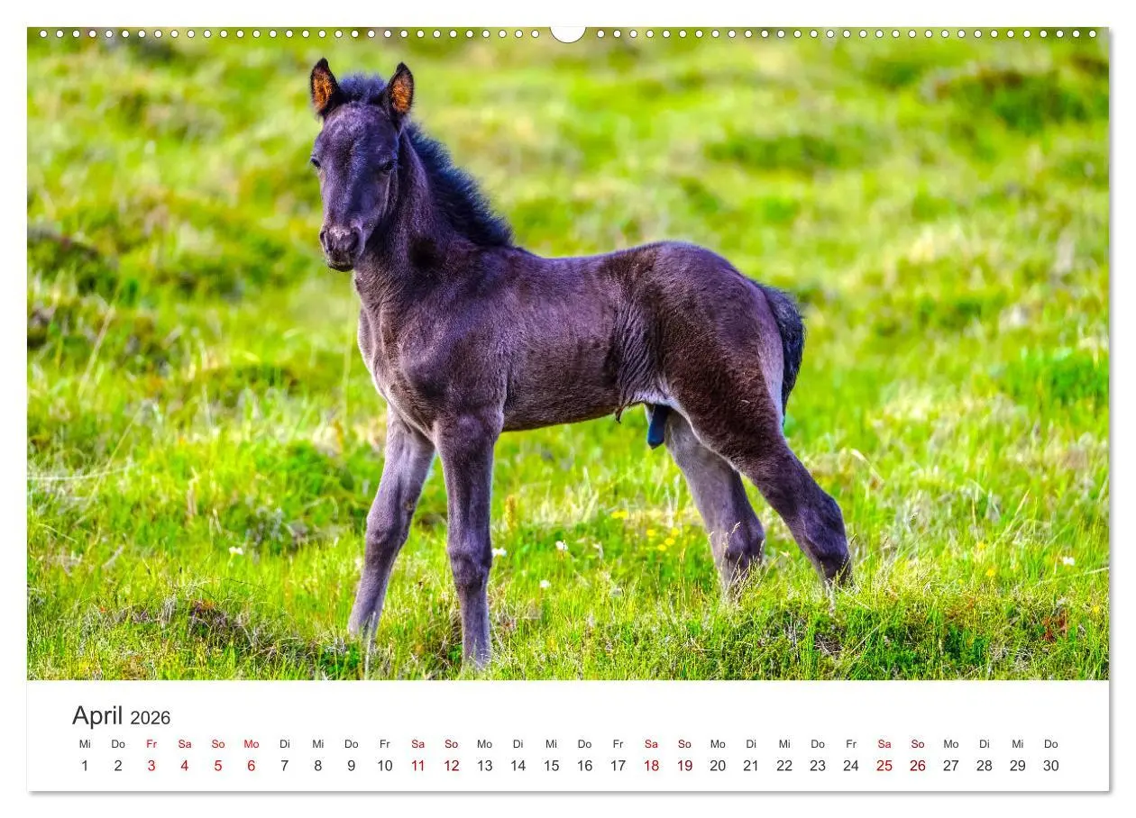 Bild: 9783457415511 | Freiheitsliebende Wildpferde (hochwertiger Premium Wandkalender...