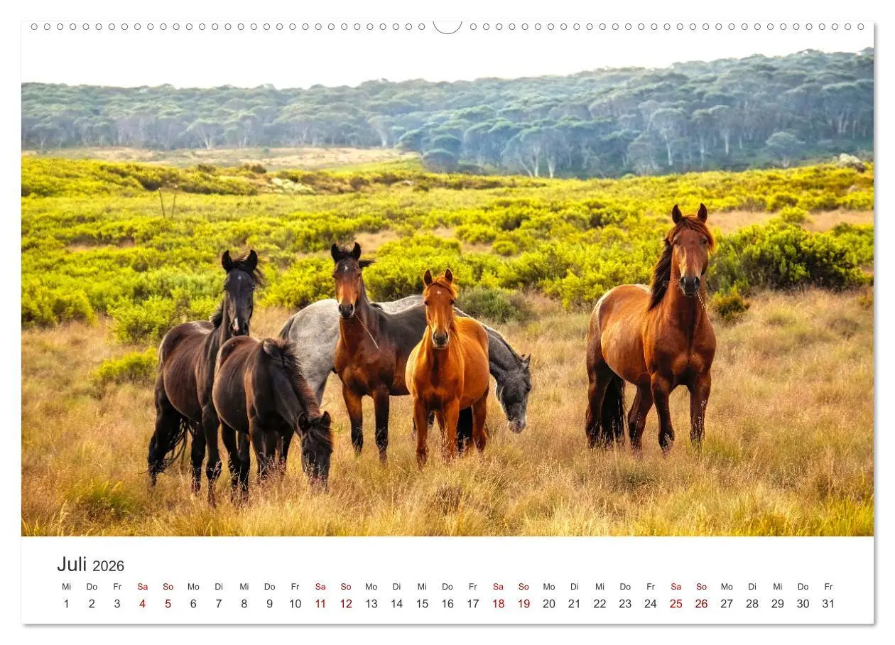 Bild: 9783457415511 | Freiheitsliebende Wildpferde (hochwertiger Premium Wandkalender...