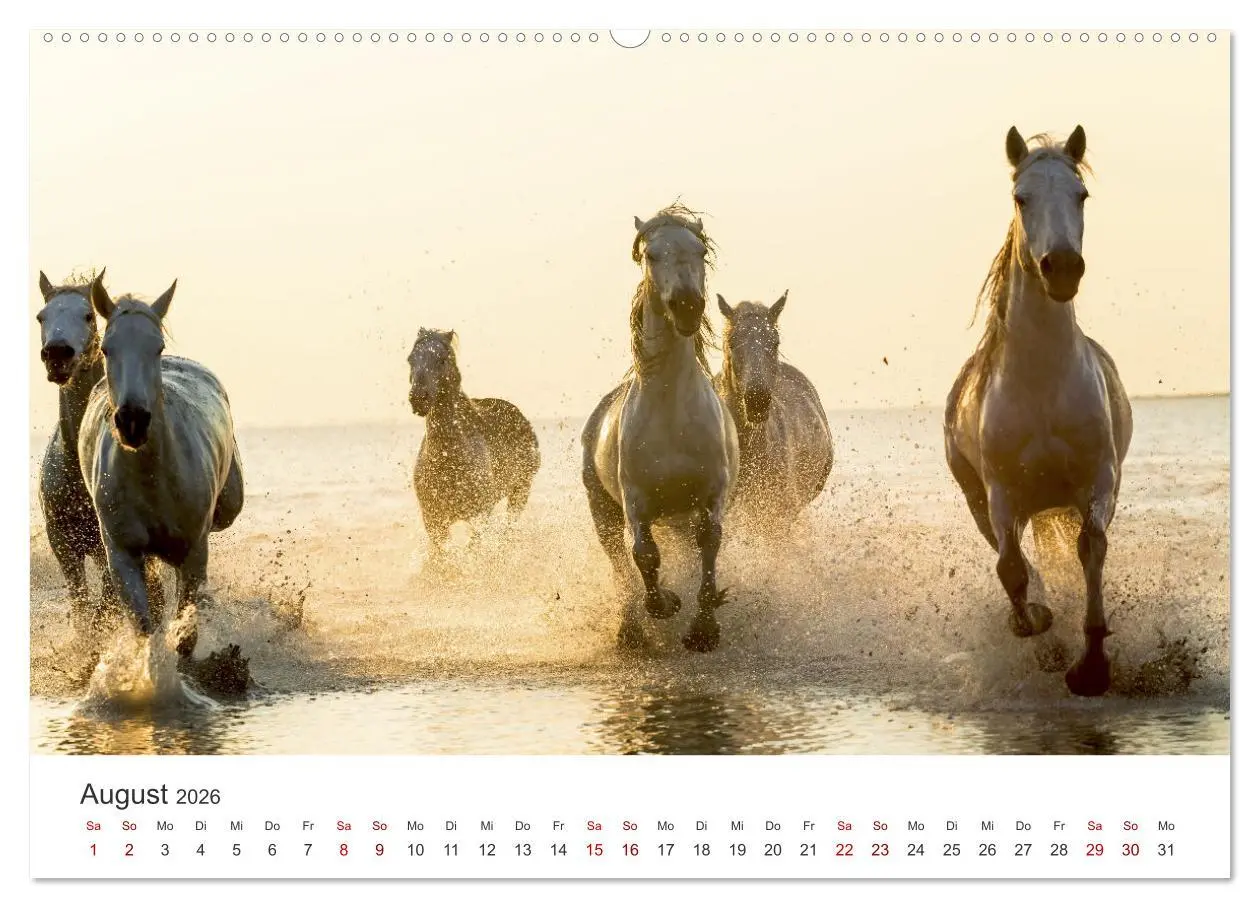 Bild: 9783457415511 | Freiheitsliebende Wildpferde (hochwertiger Premium Wandkalender...
