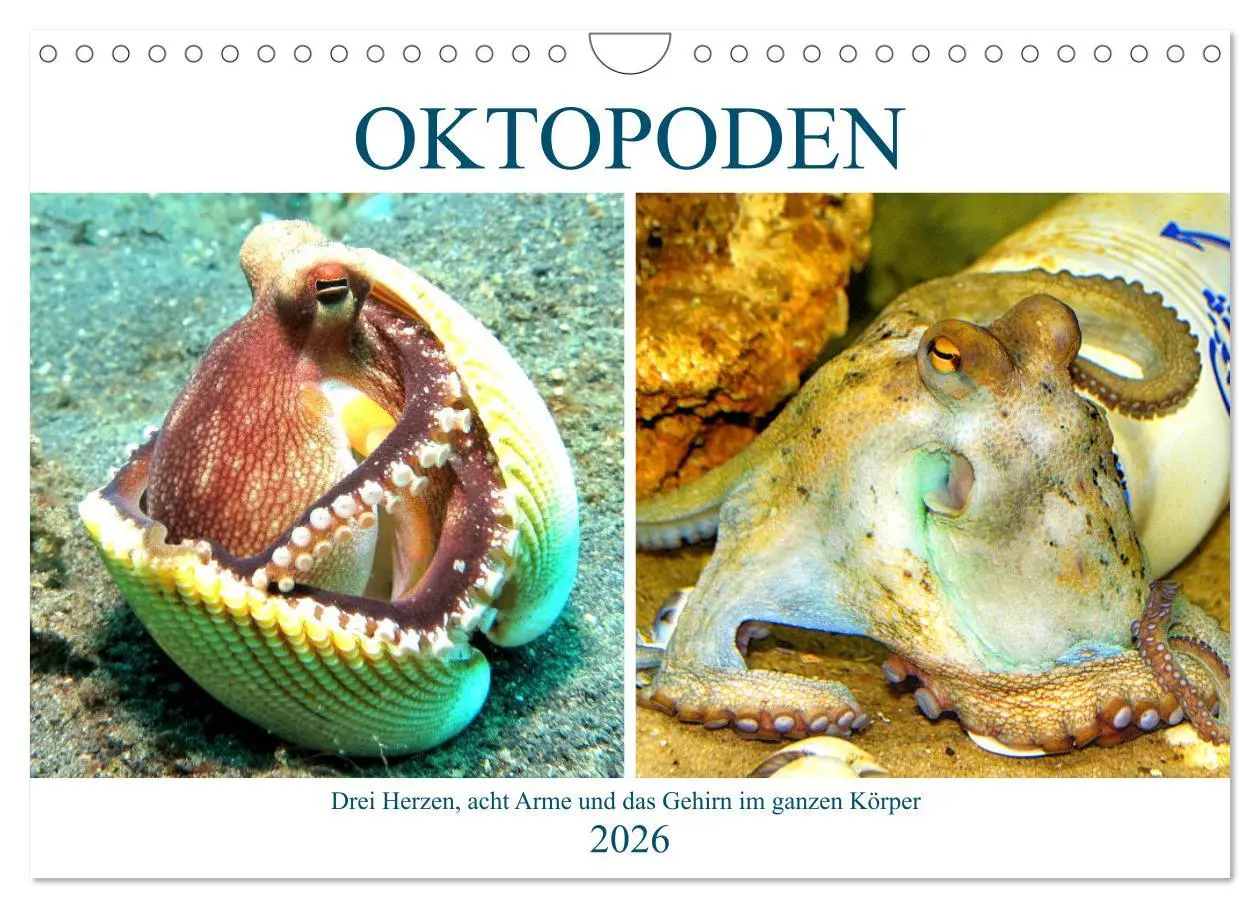 Cover: 9783457655511 | Oktopoden. Drei Herzen, acht Arme und das Gehirn im ganzen Körper...