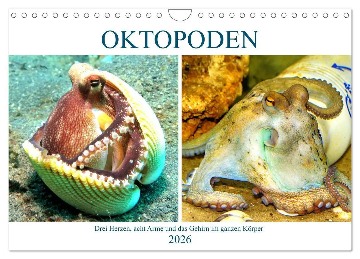 Der Oktopode Oktopoden. Drei Herzen, acht Arme und das ... | preigu