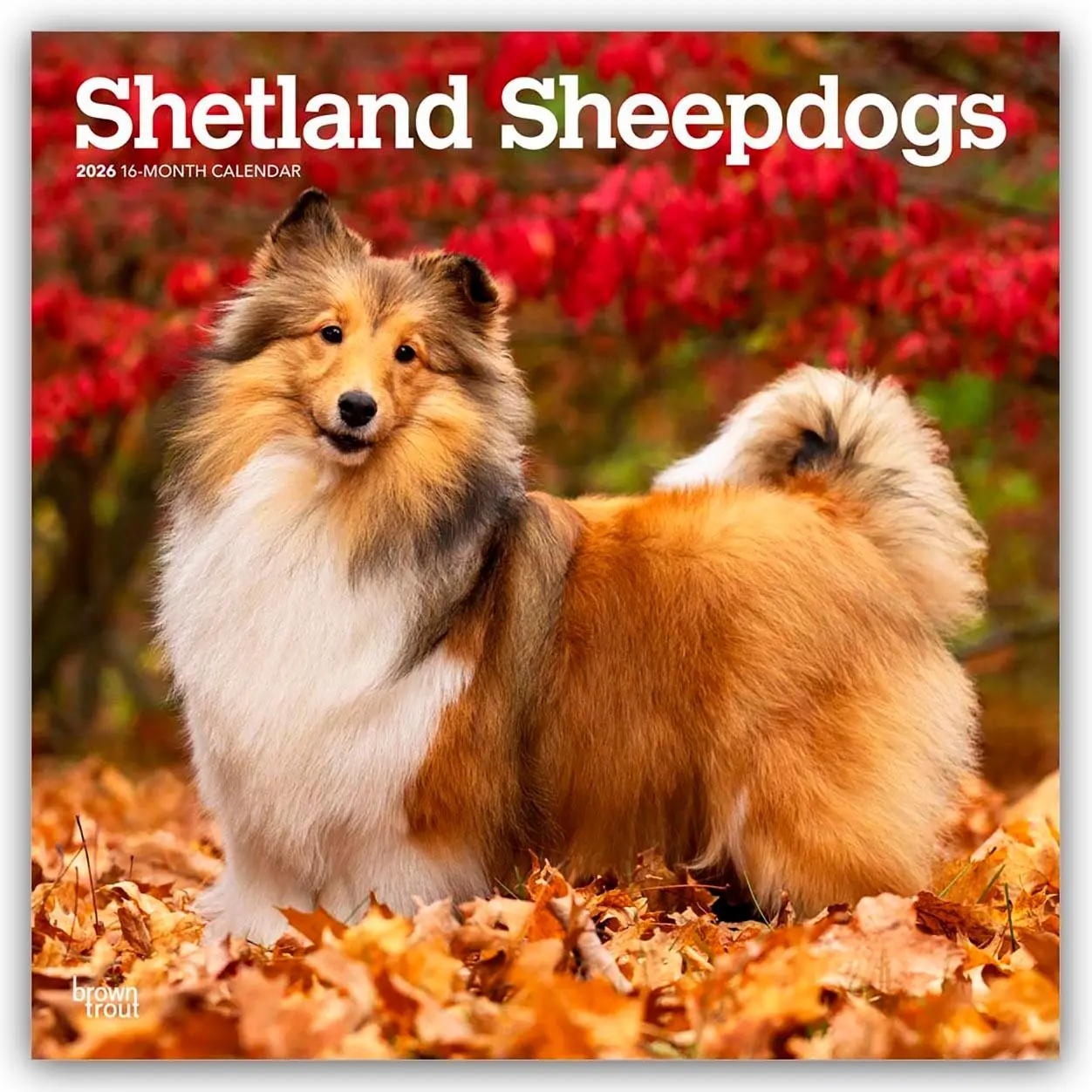 Cover: 9798330705511 | Shetland Sheepdogs - Shetland Sheepdog - Sheltie 2026 -...