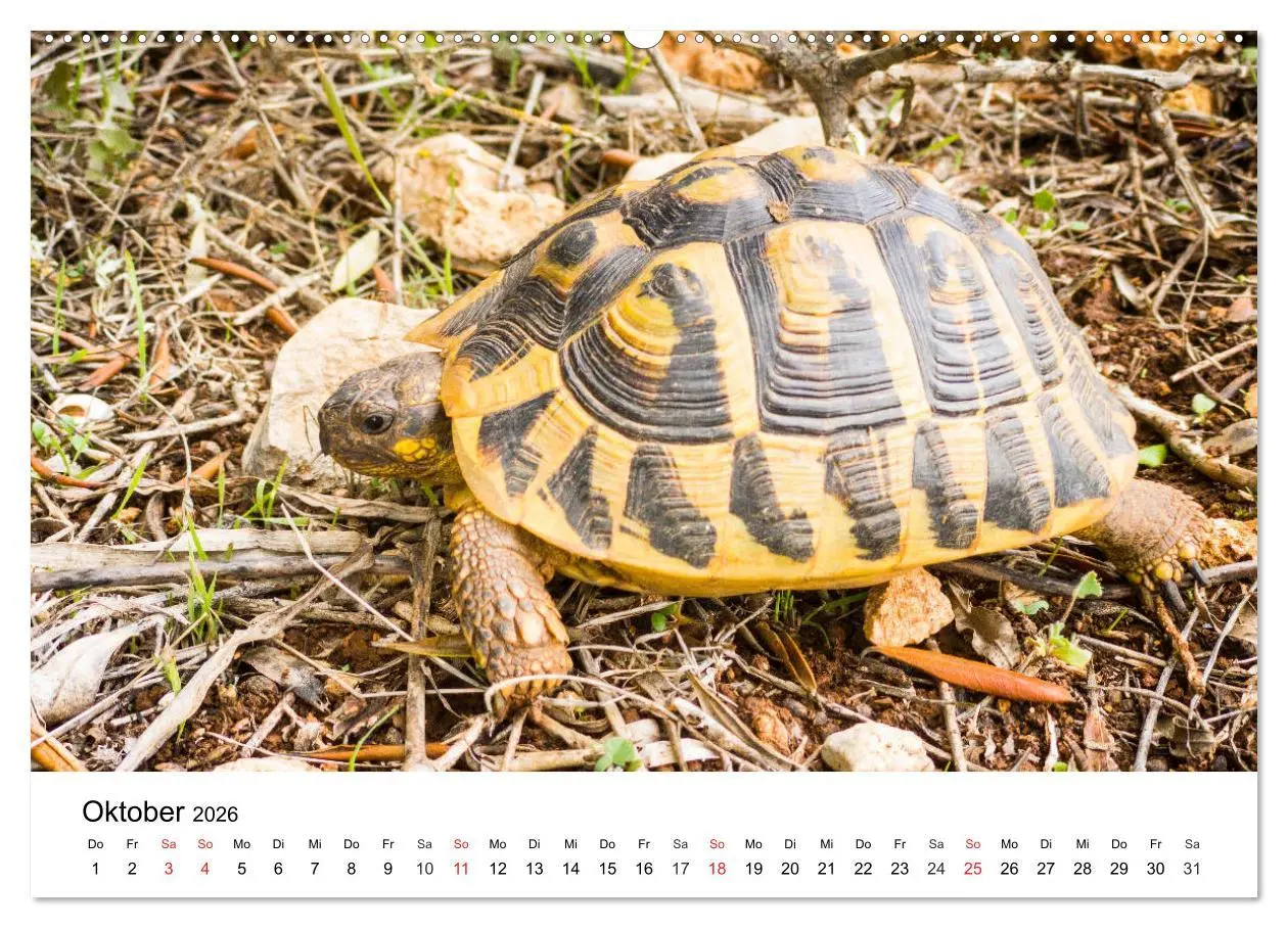 Bild: 9783457676011 | Wandern auf Menorca (hochwertiger Premium Wandkalender 2026 DIN A2...
