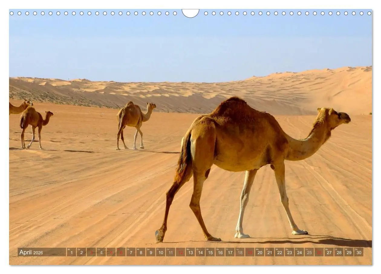 Bild: 9783516216011 | Oman - Eine Bilder-Reise (Wandkalender 2026 DIN A3 quer), CALVENDO...