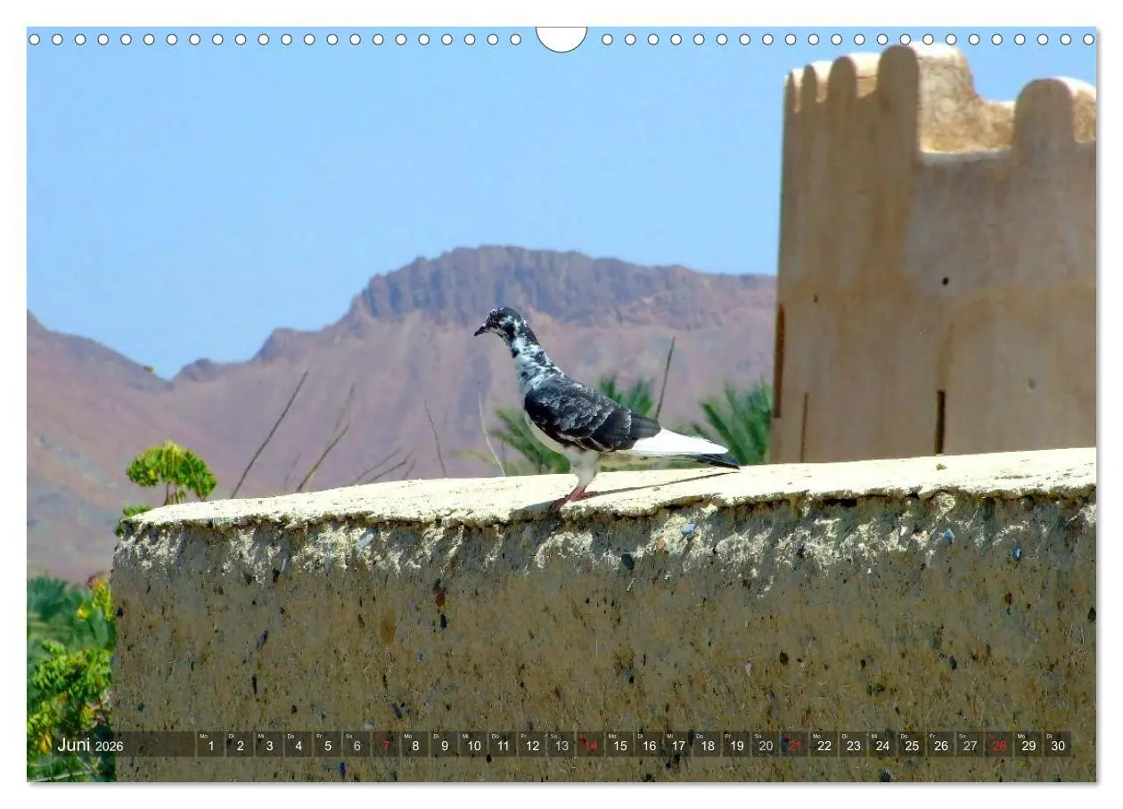 Bild: 9783516216011 | Oman - Eine Bilder-Reise (Wandkalender 2026 DIN A3 quer), CALVENDO...