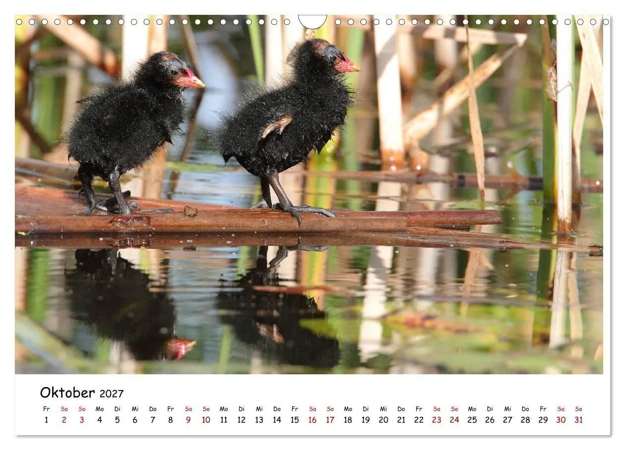 Bild: 9783569546011 | Tierkinder in freier Wildbahn (Wandkalender 2027 DIN A3 quer),...
