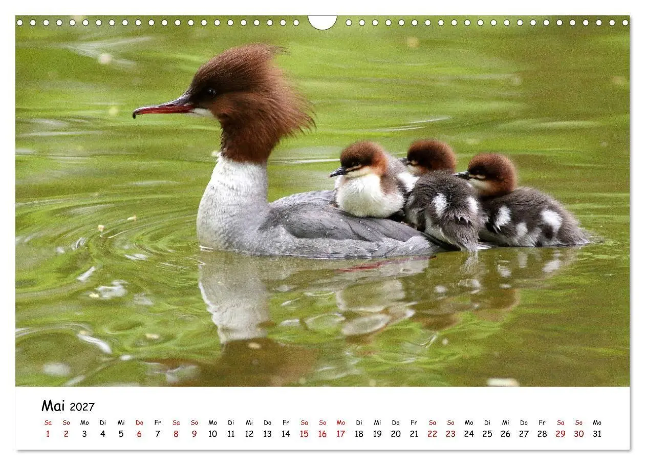 Bild: 9783569546011 | Tierkinder in freier Wildbahn (Wandkalender 2027 DIN A3 quer),...