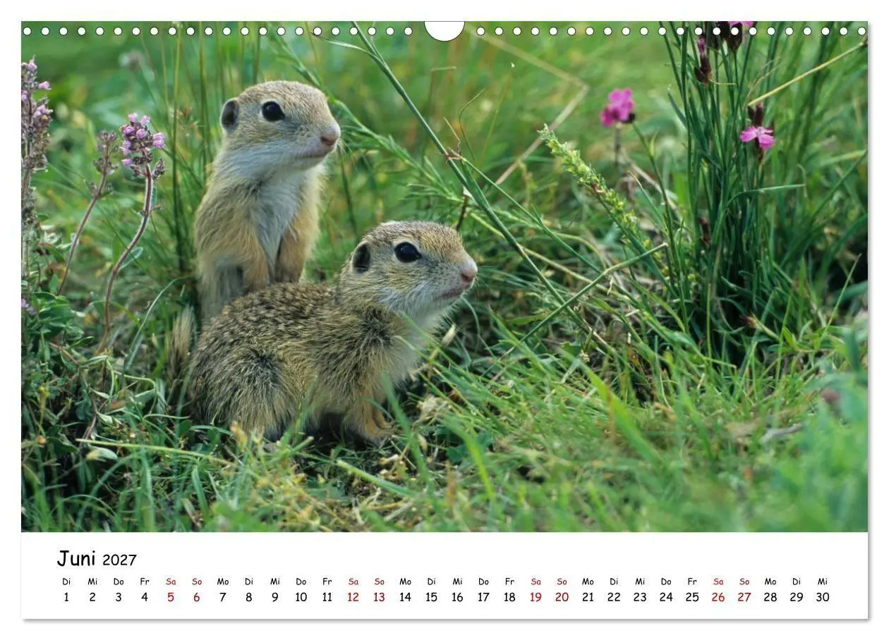 Bild: 9783569546011 | Tierkinder in freier Wildbahn (Wandkalender 2027 DIN A3 quer),...