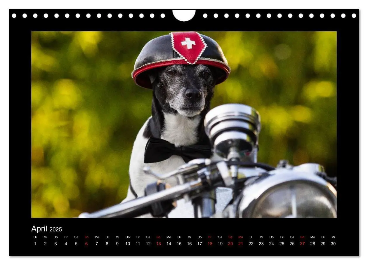 Bild: 9783435716111 | Jack Russell Terrier.....Ein Verwandlungskünstler namens Jake...