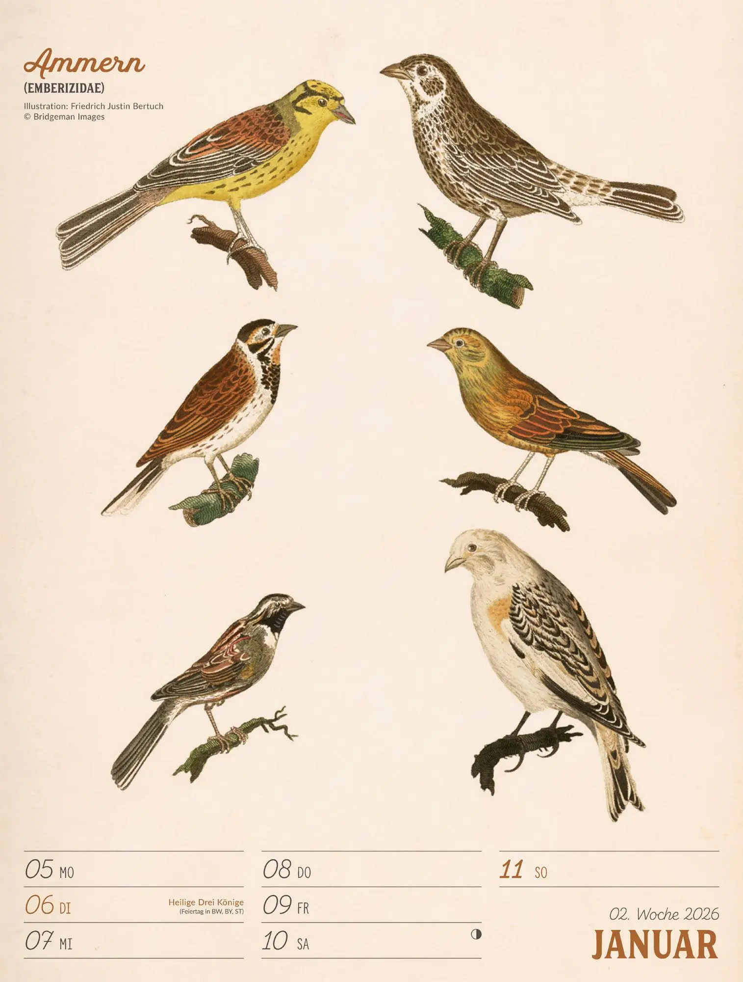 Bild: 9783838436111 | Wunderbare Vogelwelt Wochenplaner Kalender 2026 | GmbH | Kalender