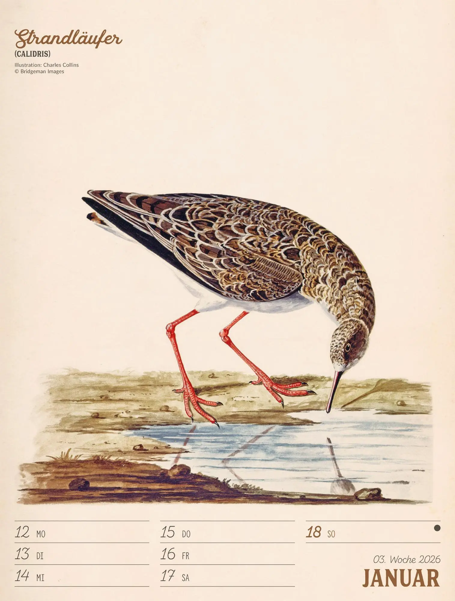 Bild: 9783838436111 | Wunderbare Vogelwelt Wochenplaner Kalender 2026 | GmbH | Kalender